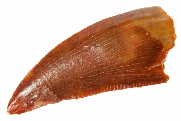 Serrated Raptor Tooth - Real Dinosaur Tooth #364734